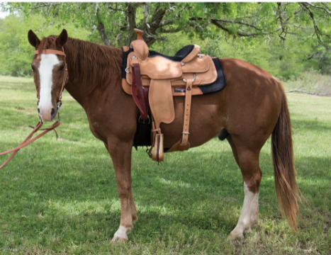 Circle Y Guthrie Team Roping Saddle